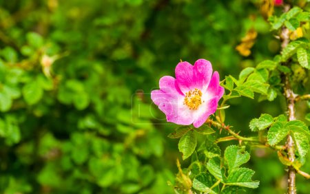 Foto de Macro primer plano de una rosa rosa japonesa en flor, plantas de jardín ornamentales populares, fondo de la naturaleza - Imagen libre de derechos