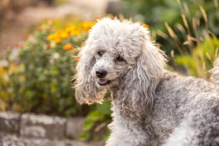 Miniature gray poodle toy standing in the garden on a sunny summers day