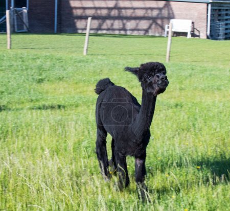 Téléchargez les photos : Alpaga debout dans un champ - en image libre de droit