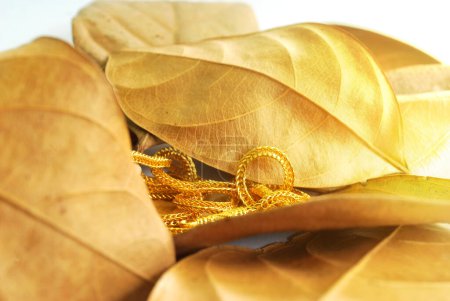 Foto de Cuello dorado en hojas de otoño - Imagen libre de derechos