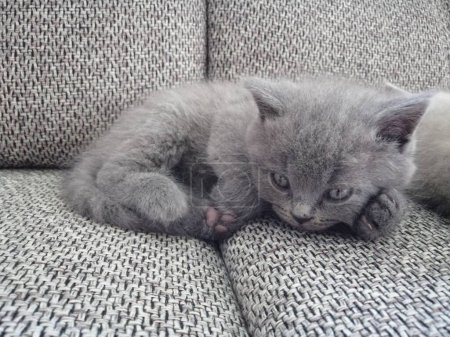 Téléchargez les photos : Britanniques cheveux courts chaton couché sur canapé et regardant loin - en image libre de droit