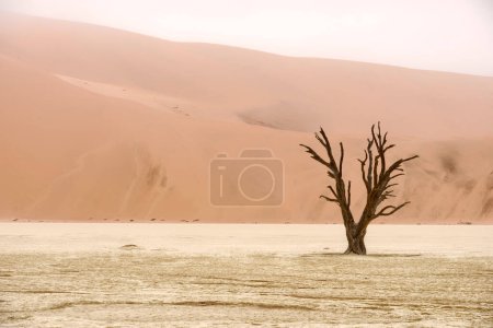 Téléchargez les photos : Arbre mort à Deadvlei, Namib-Naukluft National Park, Namibie - en image libre de droit