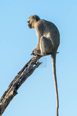 Photo for Vervet monkey on a dead tree branch - Royalty Free Image