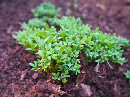 Photo for Spring cress garden planting herbs - Royalty Free Image