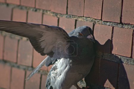 Téléchargez les photos : Pigeon contre le mur de briques rouges - en image libre de droit