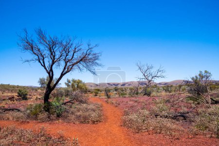 Photo for "Dead tree and red sand at Karijini National Park close to Dales Gorge" - Royalty Free Image