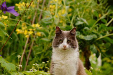Foto de Retrato de un gato - Imagen libre de derechos