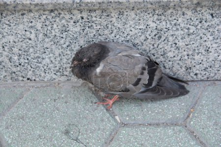 Téléchargez les photos : Patient pigeon assis à côté du bâtiment - en image libre de droit