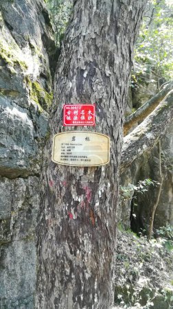 Foto de Tronco de árbol con signos en la montaña - Imagen libre de derechos