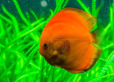 Téléchargez les photos : "portrait rapproché d'un poisson de discus orange, animal de compagnie tropical populaire du bassin amazonien d'Amérique du Sud, espèce de poisson exotique
" - en image libre de droit