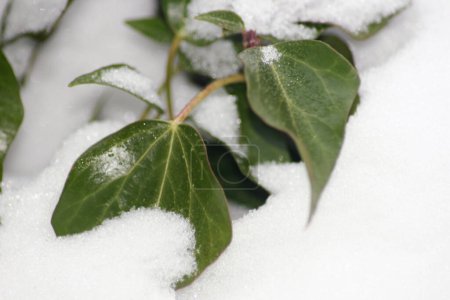 Téléchargez les photos : Lierre vert laisse certains dans la neige - en image libre de droit