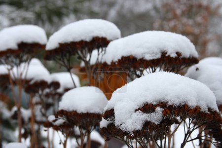 Téléchargez les photos : Fleurs sèches avec un bouchon de neige - en image libre de droit