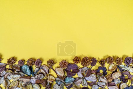 Téléchargez les photos : Fleurs séchées sur fond jaune - en image libre de droit