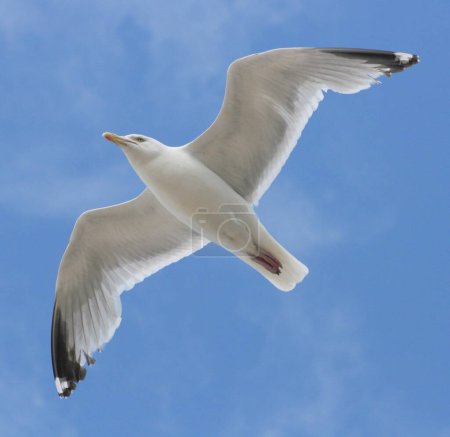Photo for Close-up of a flying gull, with blue sky background - Royalty Free Image