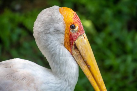 Photo for "Yellow-billed stork close up photo in Malaysia" - Royalty Free Image