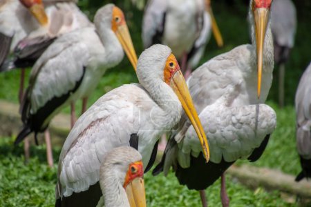 Photo for "Yellow-billed stork swarm with white and black feathers and yellow beak in Malaysia" - Royalty Free Image