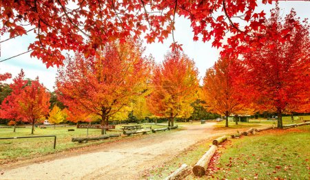 Foto de "Maples in colours of rich red, orange and yellow in Autumn" - Imagen libre de derechos