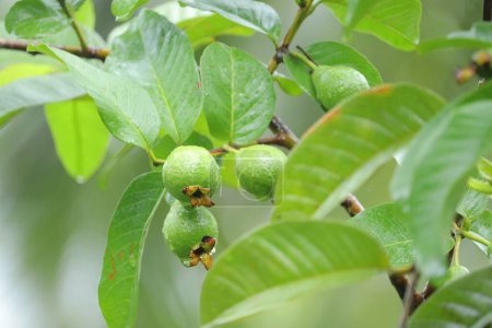 Téléchargez les photos : Fruits verts mûrissant sur les branches - en image libre de droit