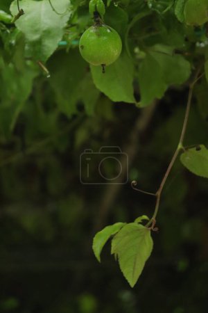 Téléchargez les photos : Fruits verts mûrissant sur les branches - en image libre de droit