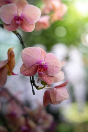 Foto de Hermosa imagen de fondo de las flores de colores - Imagen libre de derechos