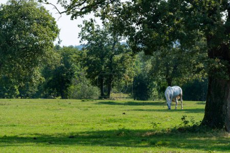 Foto de Hermosa y pintoresca vista de los caballos Lipizzaner - Imagen libre de derechos