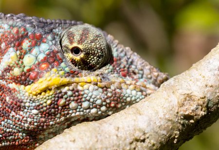 Photo for Panther chameleon (Furcifer pardalis) - Royalty Free Image