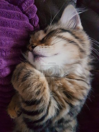 Photo for The Sleeping Tabby Kitten - Royalty Free Image