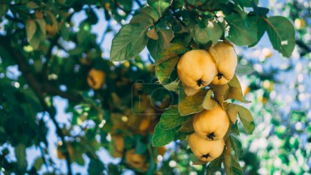 Photo for Ripe quinces on the tree branch. - Royalty Free Image