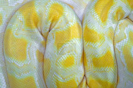 Foto de Hermoso primer plano de serpiente exótica - Imagen libre de derechos