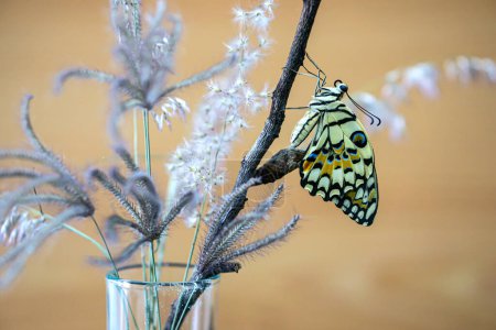 Photo for Lime butterfly or papilio demoleus butterfly - Royalty Free Image