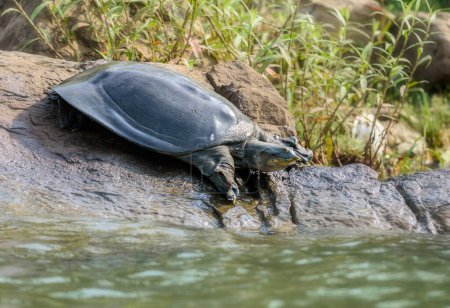 Foto de Indian Softshell Turtle aka Gangetic Tortuga Softshell - Imagen libre de derechos