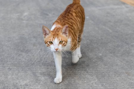 Photo for Cat walking at the sidewalk - Royalty Free Image