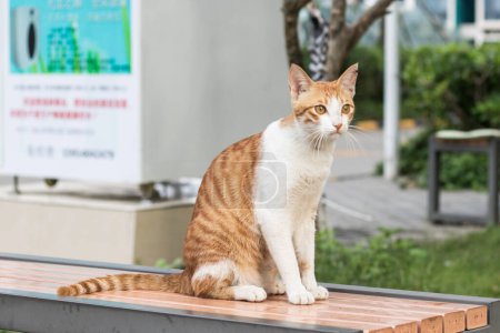 Foto de Gato sentado en una calle - Imagen libre de derechos