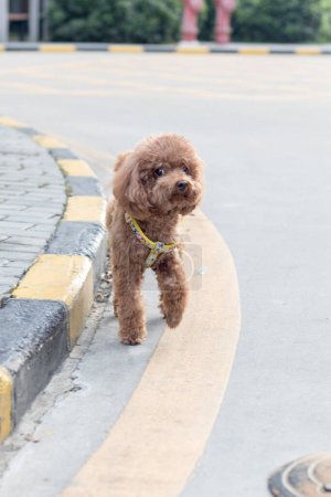 Photo for Cute little dog in the park - Royalty Free Image