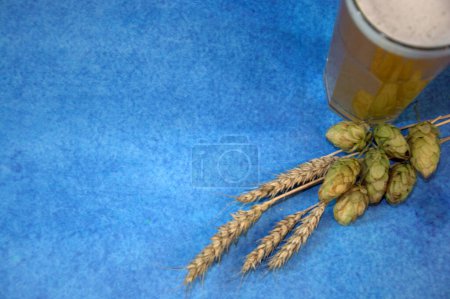 Foto de Un vaso lleno de cerveza de trigo con espuma, junto a espigas de maíz y lúpulo
. - Imagen libre de derechos