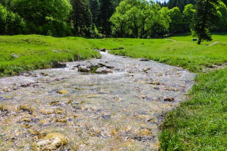 Téléchargez les photos : Un petit ruisseau de montagne avec de l'eau froide coule entouré de grands arbres verts - en image libre de droit