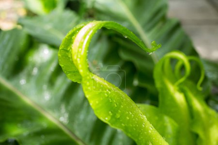 Téléchargez les photos : Gouttes de pluie, gouttes d'eau sur les jeunes feuilles vertes - en image libre de droit