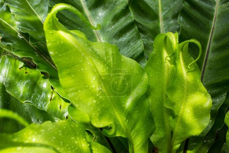 Foto de Gotas de lluvia, Gotas de agua sobre hojas verdes jóvenes - Imagen libre de derechos
