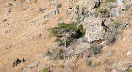 Téléchargez les photos : Parc national d'Isalo paysage canyon point de repère à Madagascar - en image libre de droit