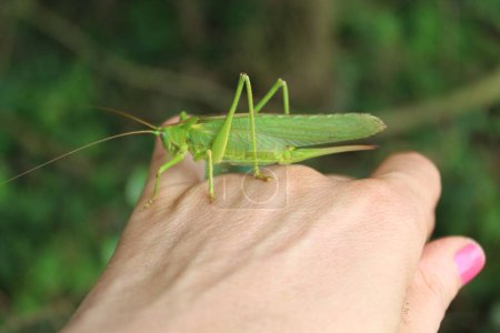 Photo for Big grasshopper on a hand - Royalty Free Image