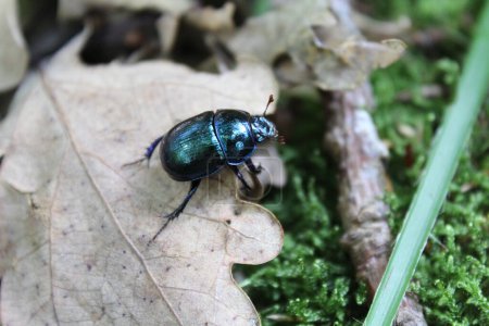 Téléchargez les photos : Dung scarabée dans la forêt - en image libre de droit