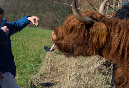 Photo for Scottish highland cow close up - Royalty Free Image