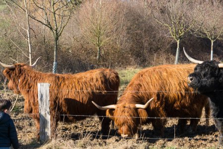 Photo for Scottish highland cows close up - Royalty Free Image