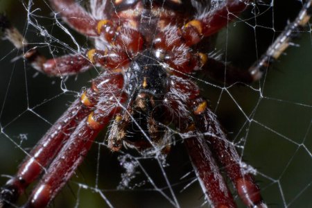 Photo for Closeup of spider with spiderweb - Royalty Free Image