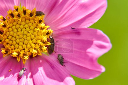 Photo for Small insect in nature. Close up view - Royalty Free Image