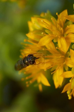 Téléchargez les photos : Petit insecte dans la nature. Vue rapprochée - en image libre de droit