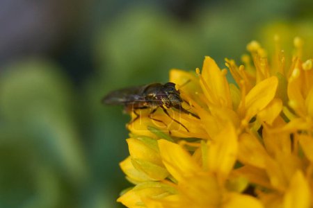Téléchargez les photos : Petit insecte dans la nature. Vue rapprochée - en image libre de droit