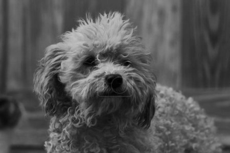 Téléchargez les photos : Portrait de chien, gros plan - en image libre de droit