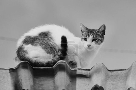 Foto de Bonita vista de cerca del gato - Imagen libre de derechos
