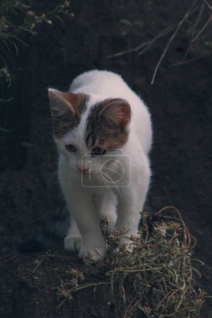 Foto de Hermosa vista de cerca pequeño gato - Imagen libre de derechos